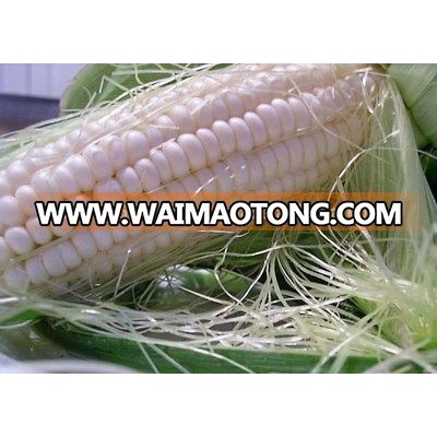 Non GMO White maize/corn